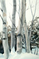 Birches, from the Infinite Nature Series by Pat Stanley